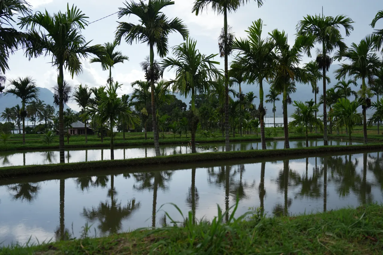Palm trees reflected in flooded rice paddies — West Sumatra landscape