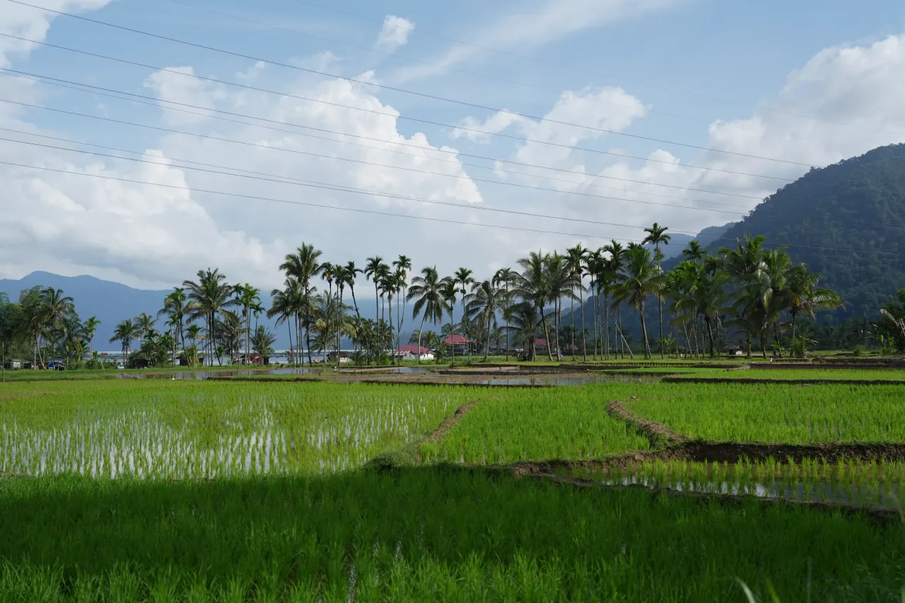 Rice paddy panorama with mountains and dramatic clouds — Minangkabau highlands