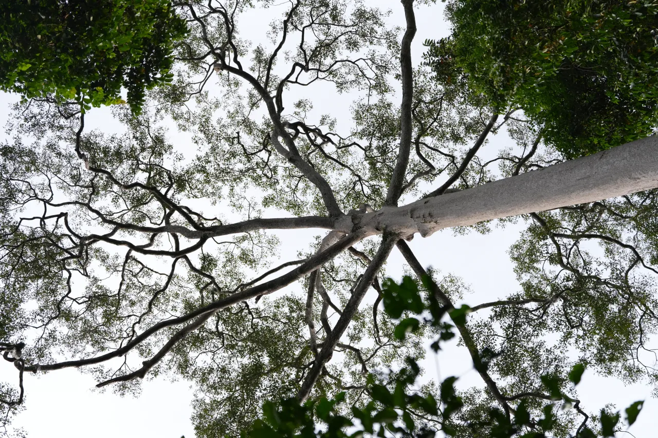 Looking up into the Sepilok rainforest canopy