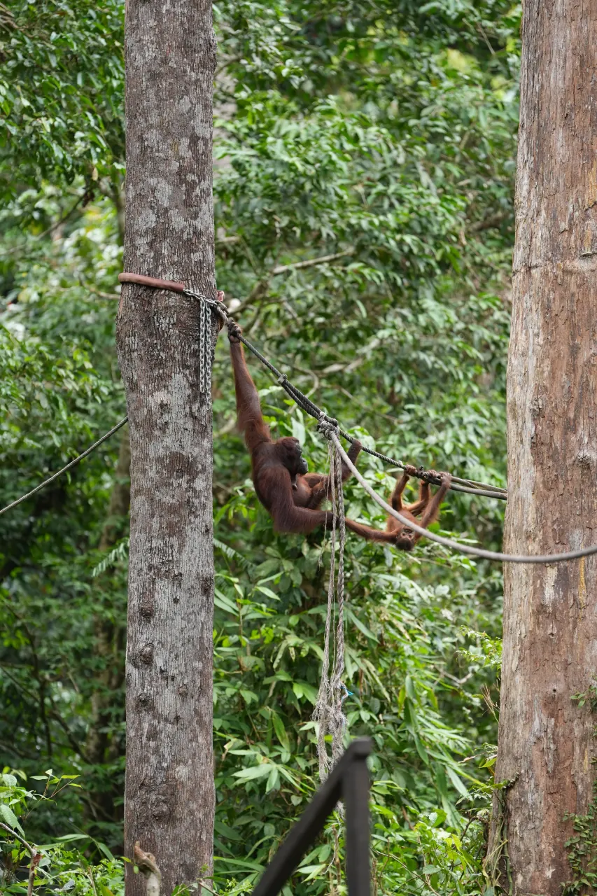 Bornean orangutan traversing a rope line between platforms