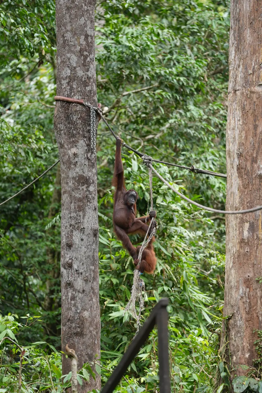 Orangutan climbing a support pole above the forest floor