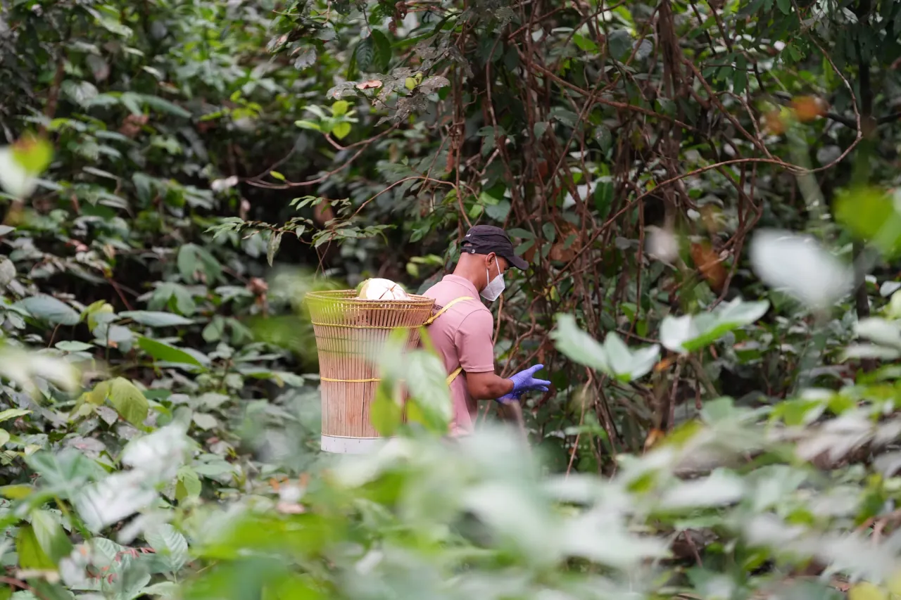Centre ranger carrying feed through dense foliage