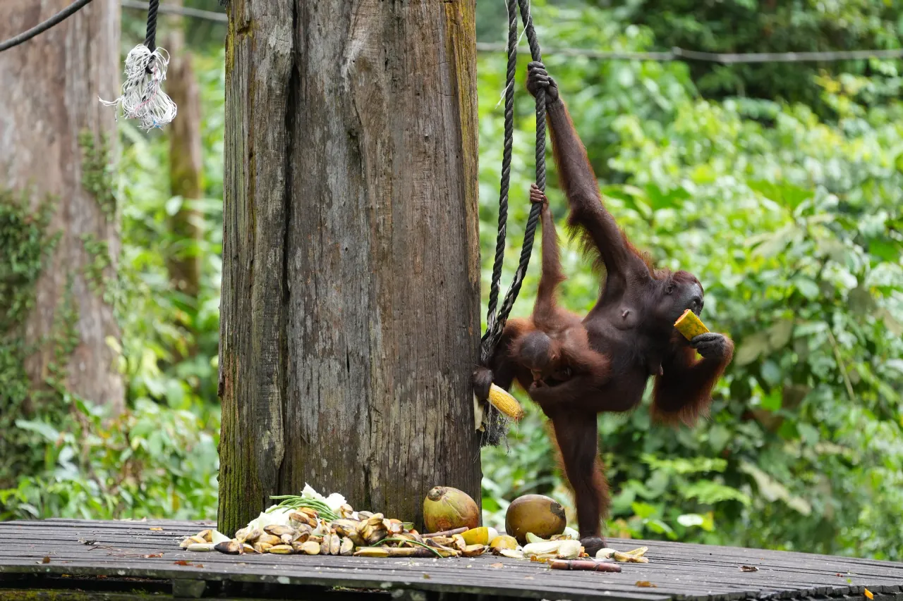 Bornean orangutan feeding on fruit at the platform