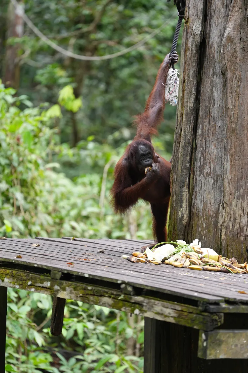 Orangutan on the platform among scattered coconuts