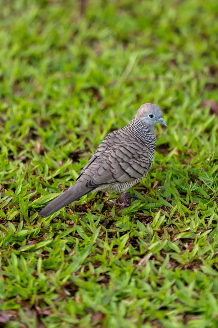 Zebra dove perched at KLCC Park — urban wildlife photography in KL
