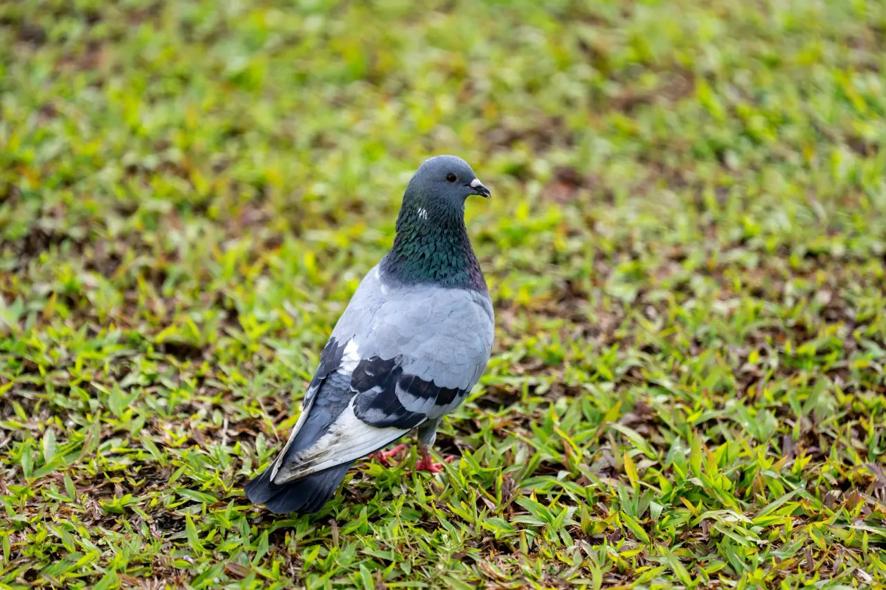 Rock pigeon at KLCC Park — nature and wildlife photography in Kuala Lumpur